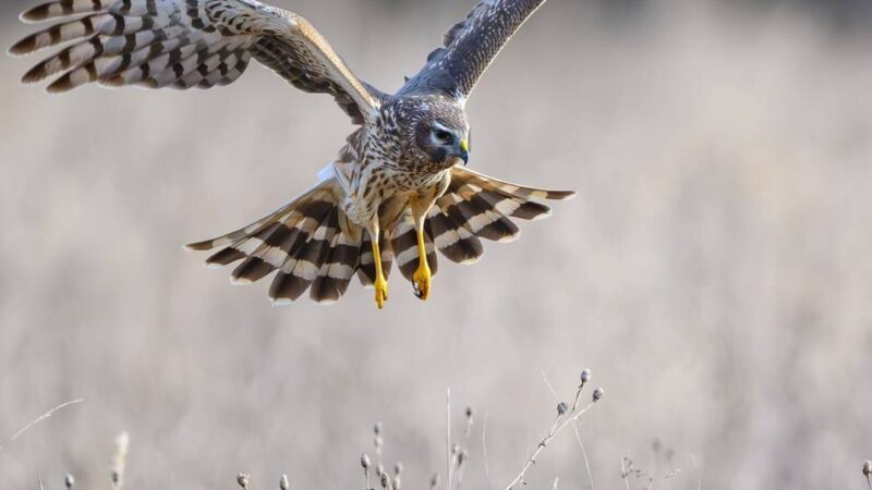 Naturschutz in Düsseldorf: Brutzeit – so schützt man Tiere in Düsseldorfer Parks und Wäldern