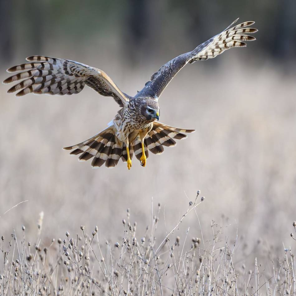 Naturschutz in Düsseldorf: Brutzeit – so schützt man Tiere in Düsseldorfer Parks und Wäldern