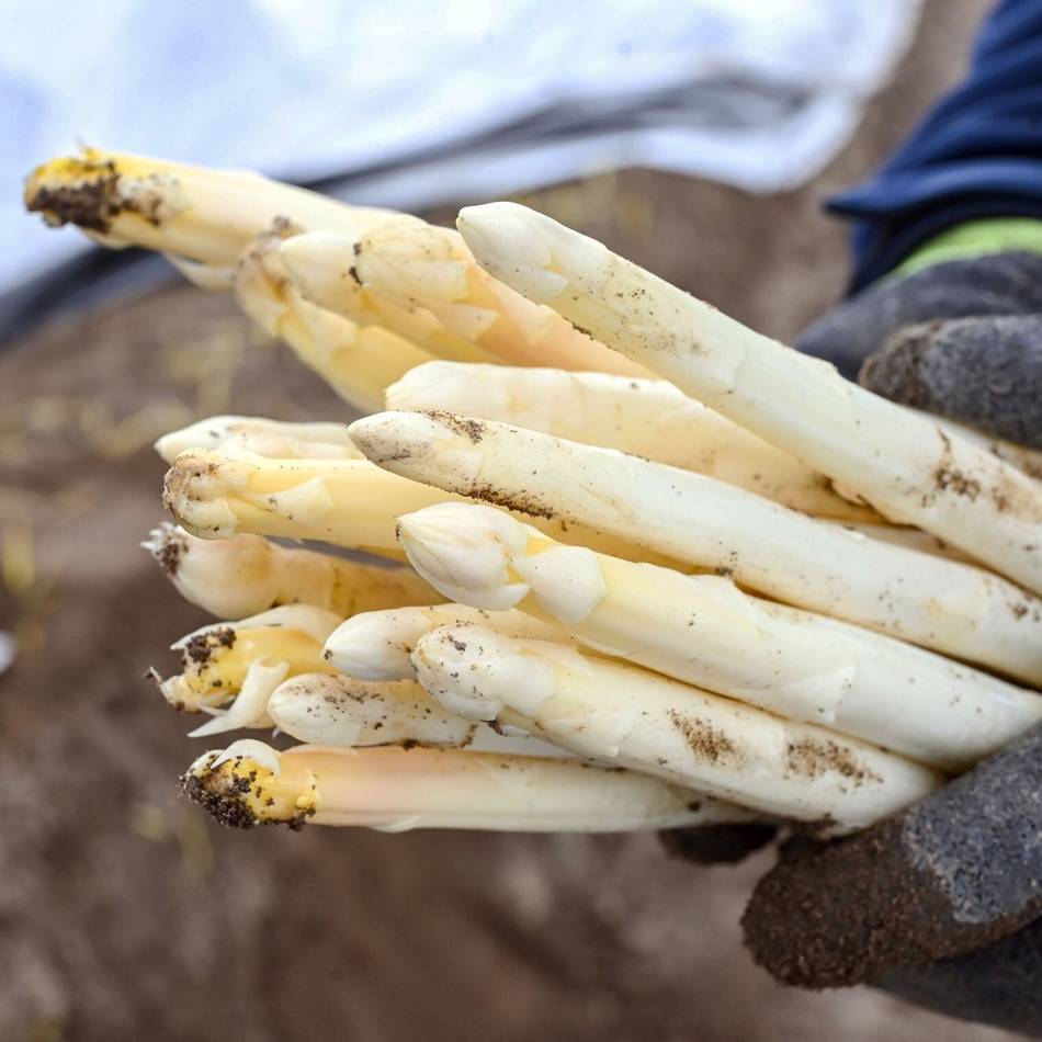 Saison-Auftakt in Moers: Der Spargelverkauf auf den Wochenmärkten ist gestartet