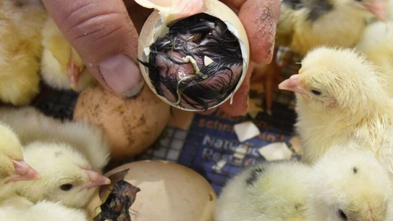 Aktion zum 200-Jährigen der Hückeswagener Schule: Zauberhafter Bauernmarkt der Realschule