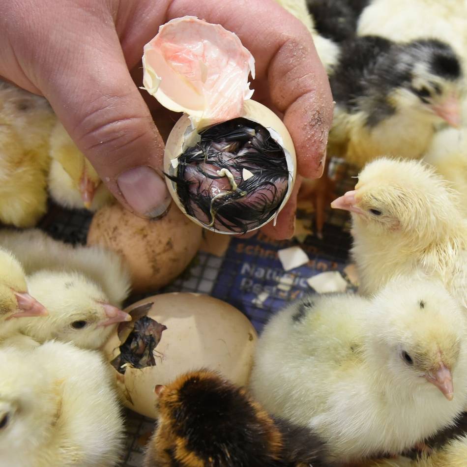 Aktion zum 200-Jährigen der Hückeswagener Schule: Zauberhafter Bauernmarkt der Realschule