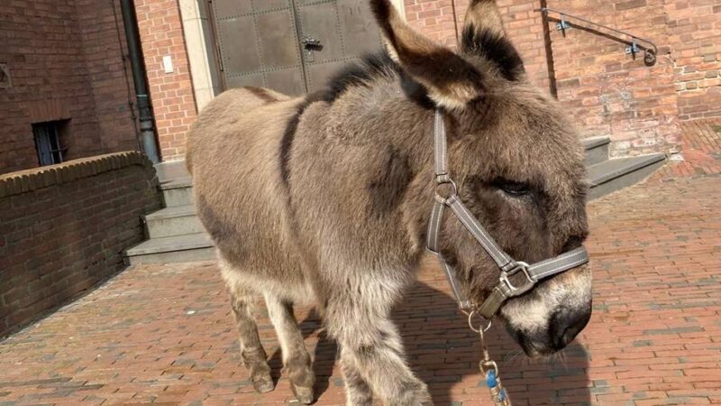 Tierparkfest in Weeze: Wenn der Esel Palmsonntag zur Kirche zieht