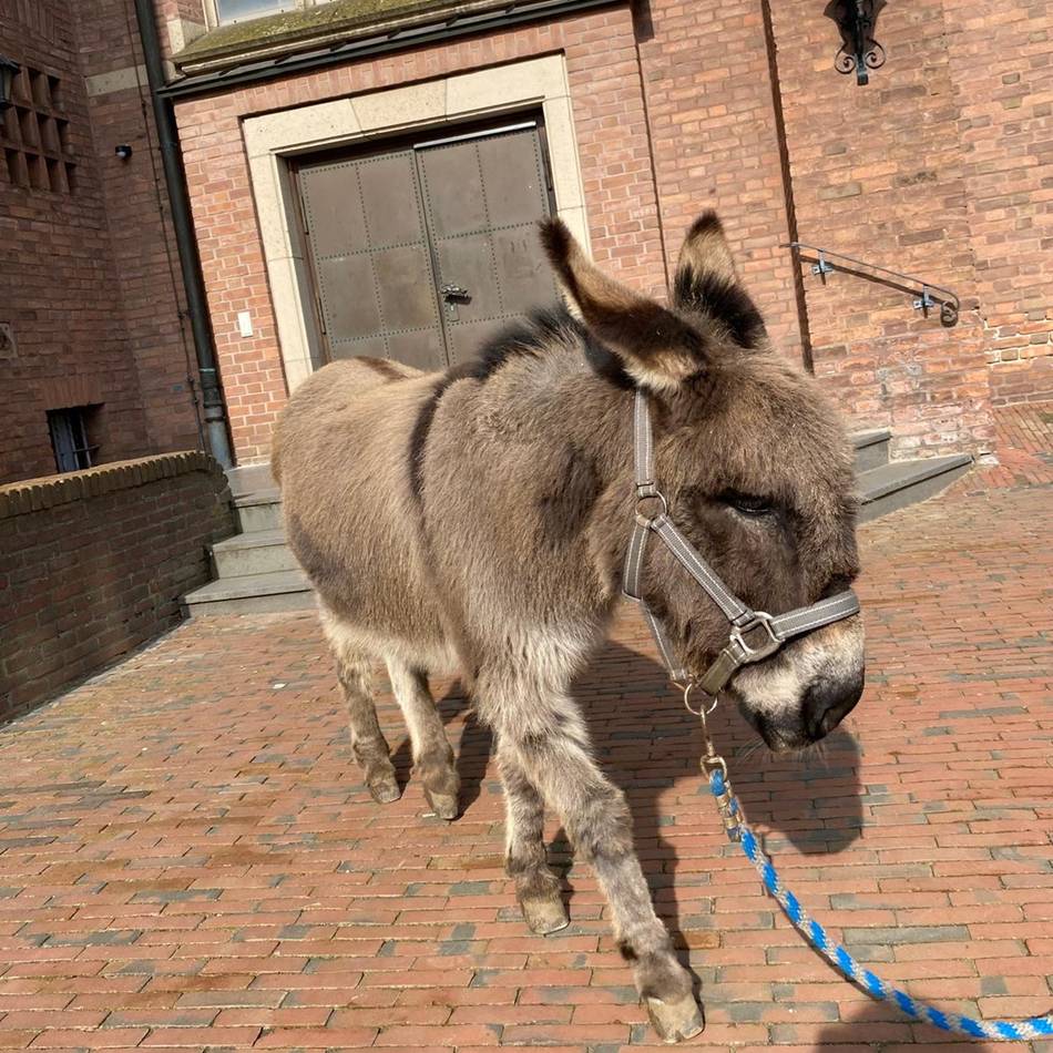 Tierparkfest in Weeze: Wenn der Esel Palmsonntag zur Kirche zieht