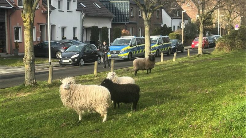 Humoristisches Facebook-Posting: Dormagener Polizei lotst Schaf-Quartett zurück zur Herde