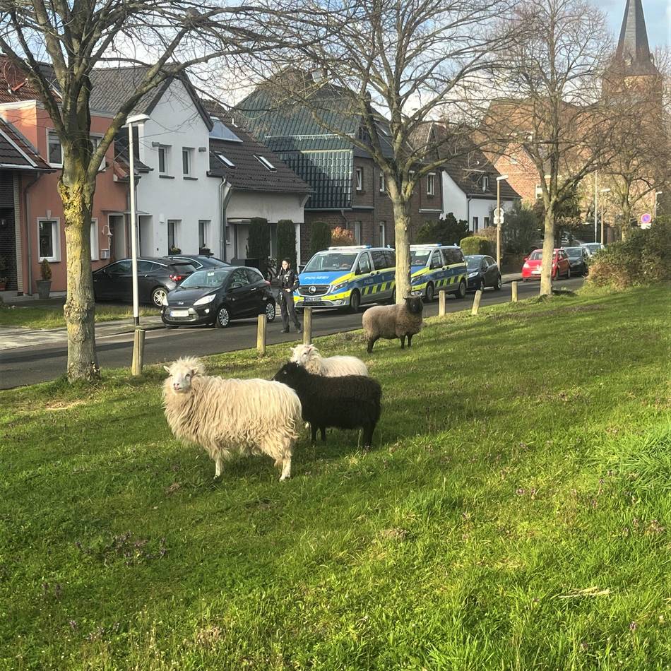 Humoristisches Facebook-Posting: Dormagener Polizei lotst Schaf-Quartett zurück zur Herde