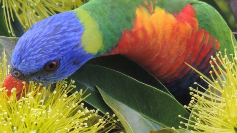 Artenschutz in Leverkusen: Stadt bietet Onlineportal zur Anmeldung exotischer Tiere