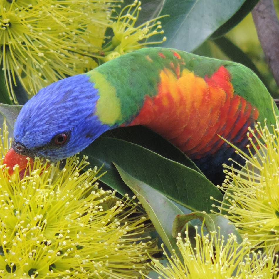 Artenschutz in Leverkusen: Stadt bietet Onlineportal zur Anmeldung exotischer Tiere