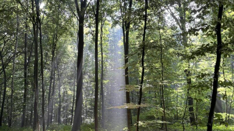 Eichen, Buchen, Kiefern: So steht es um den Krefelder Wald