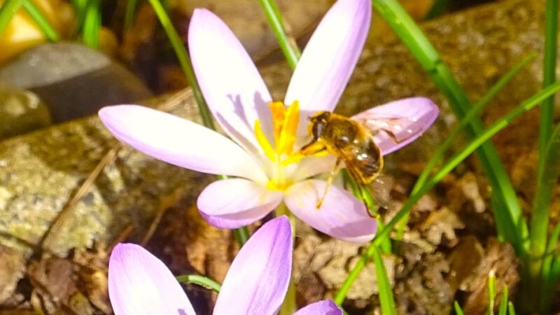 Die schönsten Fotos unserer Leser: Vorboten des Frühlings