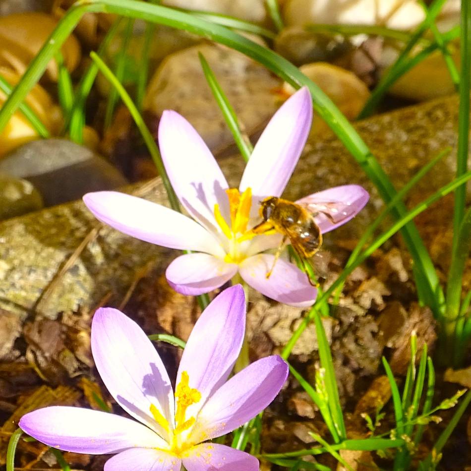 Die schönsten Fotos unserer Leser: Vorboten des Frühlings