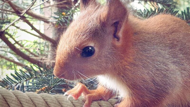 Tierschutz in Dormagen: Ausschuss befürwortet Seilbrücken für Eichhörnchen
