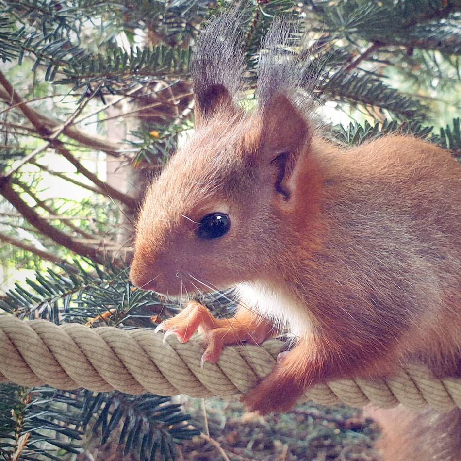 Tierschutz in Dormagen: Ausschuss befürwortet Seilbrücken für Eichhörnchen