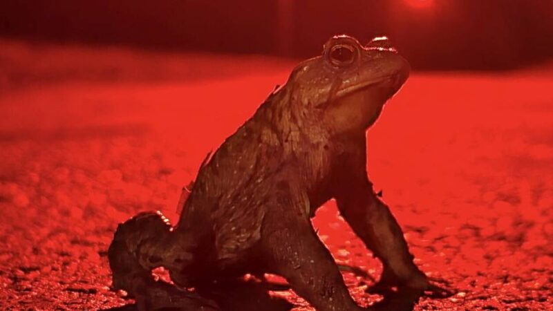 Insektenfreundliche Leuchten in Leverkusen: Kröten im Rotlicht