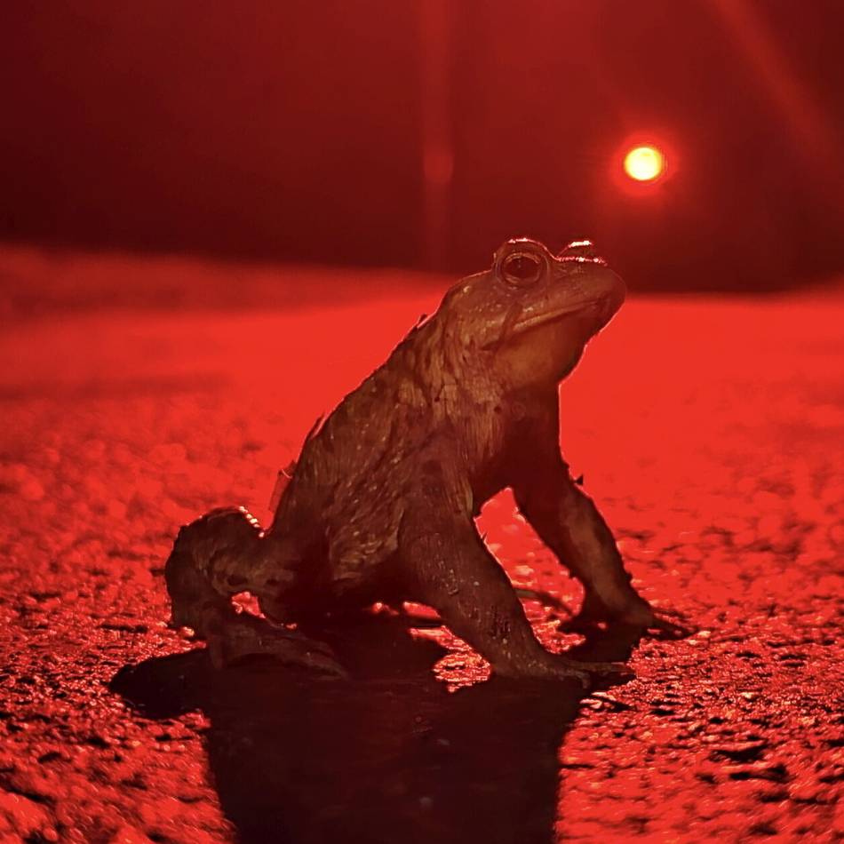 Insektenfreundliche Leuchten in Leverkusen: Kröten im Rotlicht