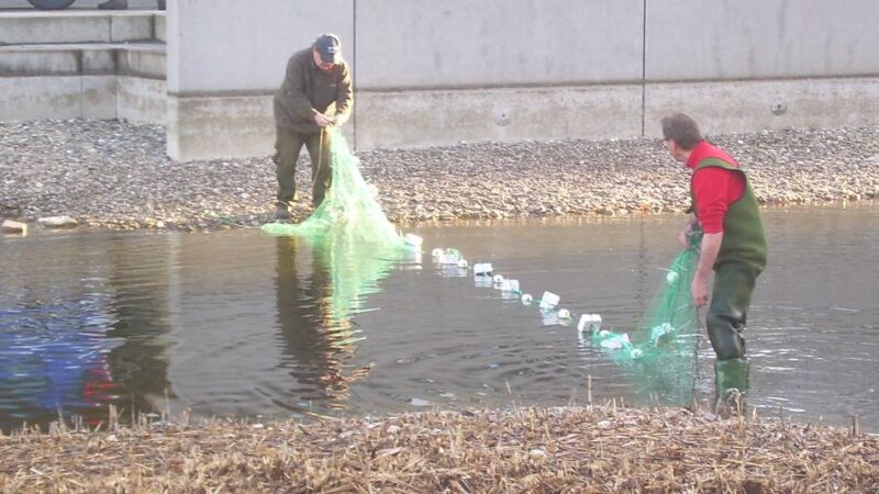 Tiere in Düsseldorf: Zierfische mussten gefangen und umgesiedelt werden