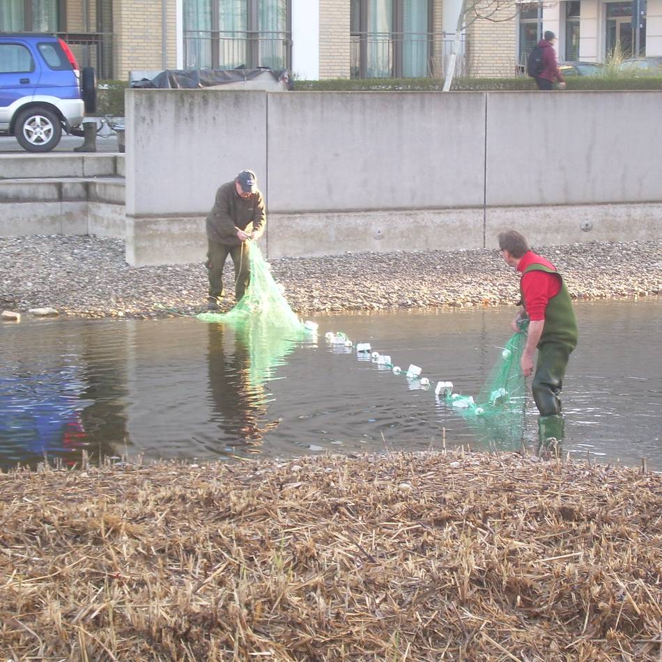Tiere in Düsseldorf: Zierfische mussten gefangen und umgesiedelt werden