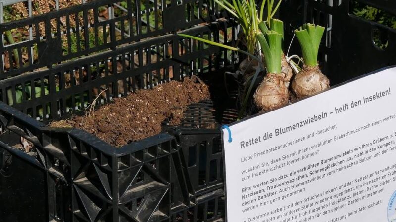 Friedhof Lobberich: Ein zweites Leben für Blumenzwiebeln