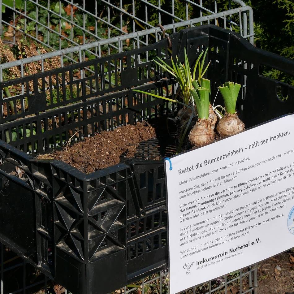 Friedhof Lobberich: Ein zweites Leben für Blumenzwiebeln