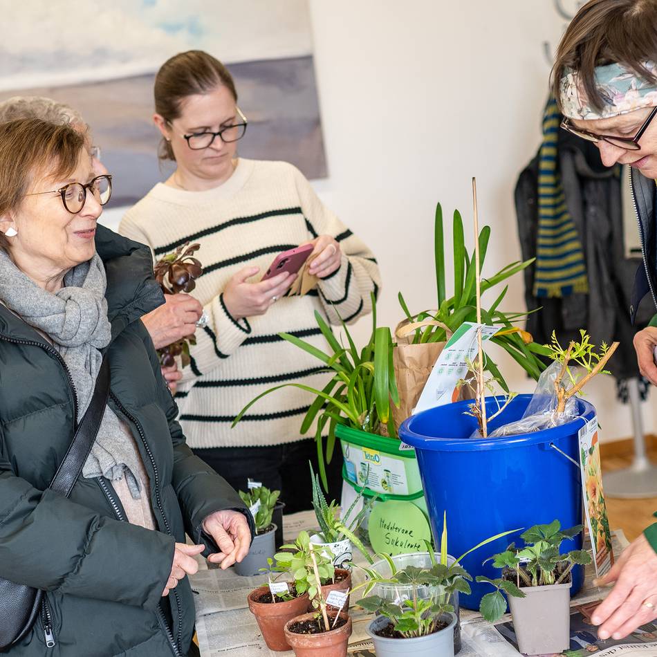 Erste Pflanzentauschbörse im Neusser Romaneum: „Tausche Ziersalbei gegen Ziererdbeere“