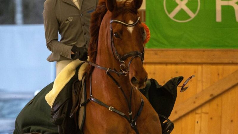 Reitertage im Gestüt Seehof: 1000 Reiter bei Großevent im Kreis Viersen erwartet