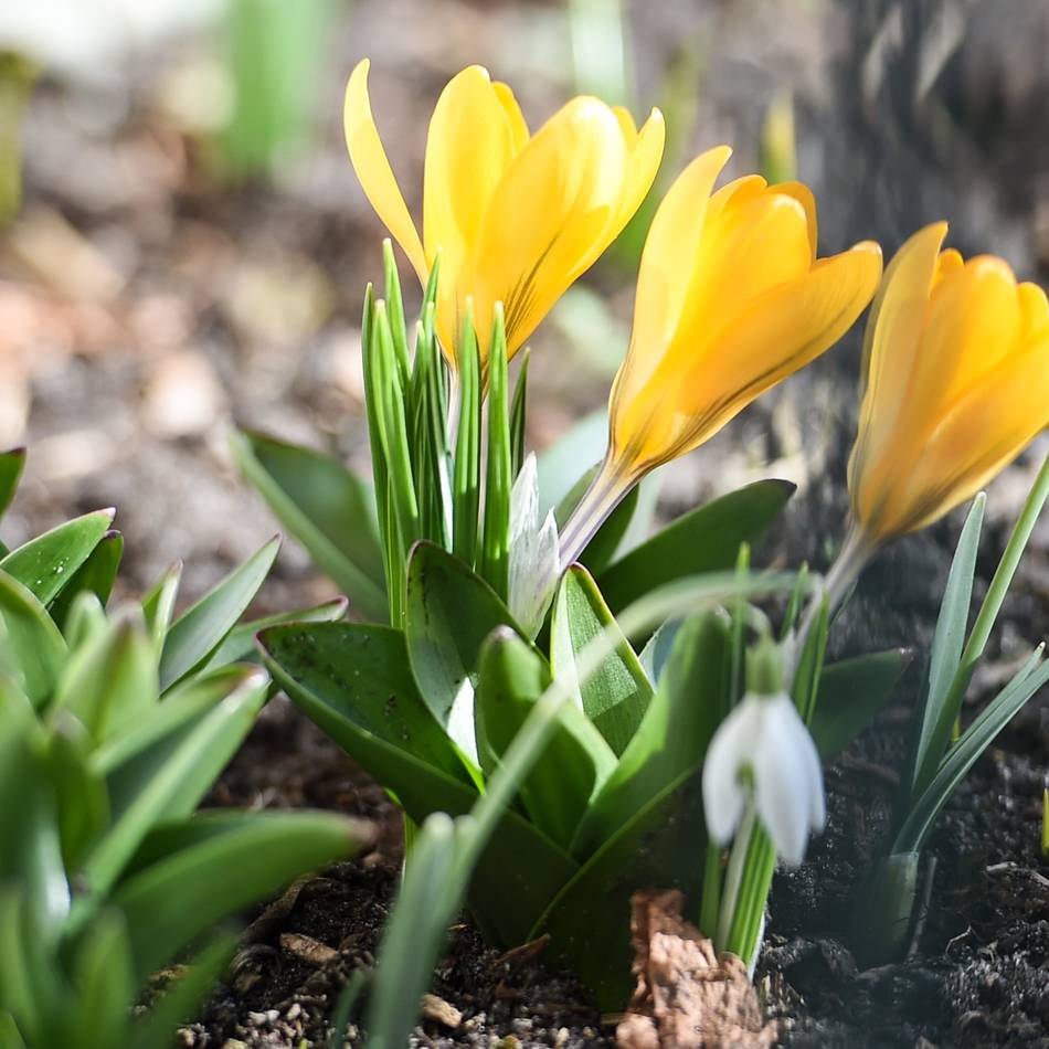 Am 28. und 29. März: Frühlingsmarkt auf Schloss Walbeck