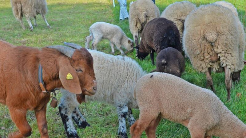 Das Ehepaar Knapp beschreibt die Folgen einer Hundeattacke im Januar auf der Winterweide: Tragende Muttertiere erlitten durch frei laufenden Hund Tot- und Frühgeburten