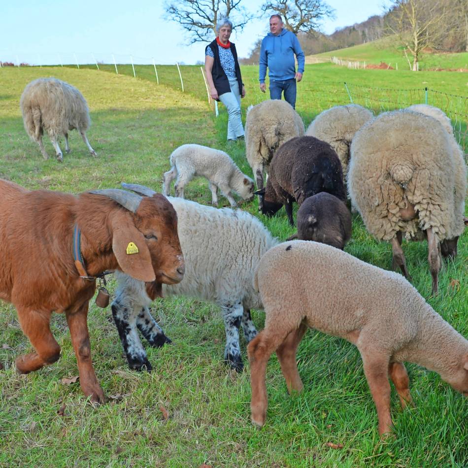 Das Ehepaar Knapp beschreibt die Folgen einer Hundeattacke im Januar auf der Winterweide: Tragende Muttertiere erlitten durch frei laufenden Hund Tot- und Frühgeburten