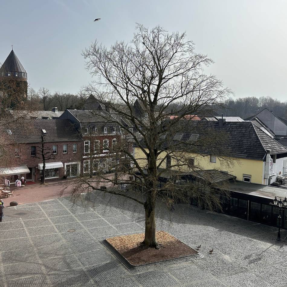 Baumfällung in Brüggen: Blutbuche am Kreuzherrenplatz von Pilz befallen