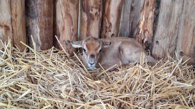 Niederländischer Tierpark: Seltene Mhorrgazelle im ZooParc Overloon geboren