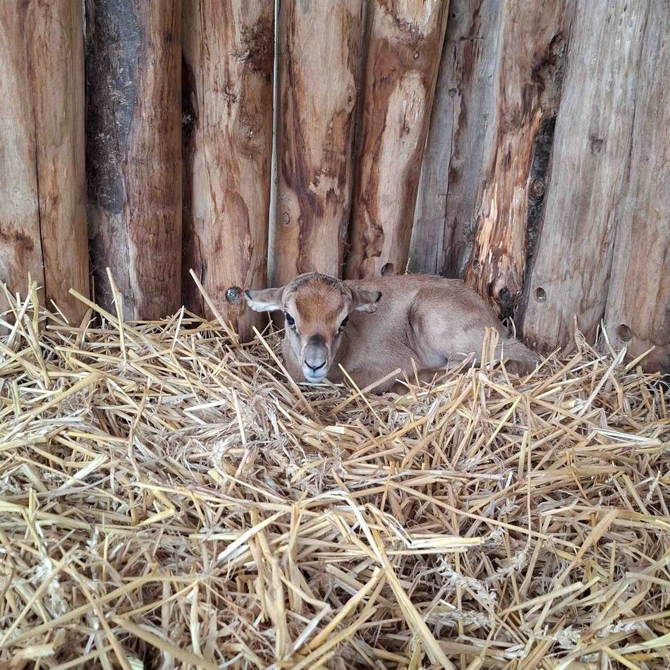 Niederländischer Tierpark: Seltene Mhorrgazelle im ZooParc Overloon geboren