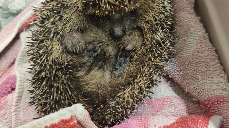 Tierschutz in Korschenbroich: Igelhilfe Kleinenbroich warnt: Bei Gartenarbeiten auf schlafende Tiere achten