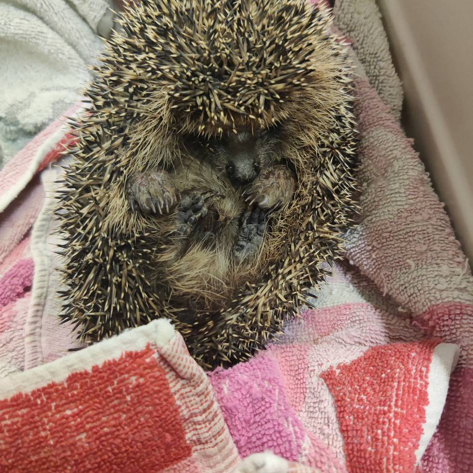 Tierschutz in Korschenbroich: Igelhilfe Kleinenbroich warnt: Bei Gartenarbeiten auf schlafende Tiere achten