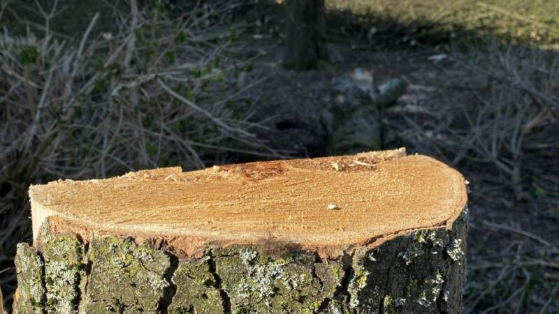 Henkel-Siedlung in Langenfeld: Vonovia lässt für geplante Modernisierung schon einmal Bäume fällen