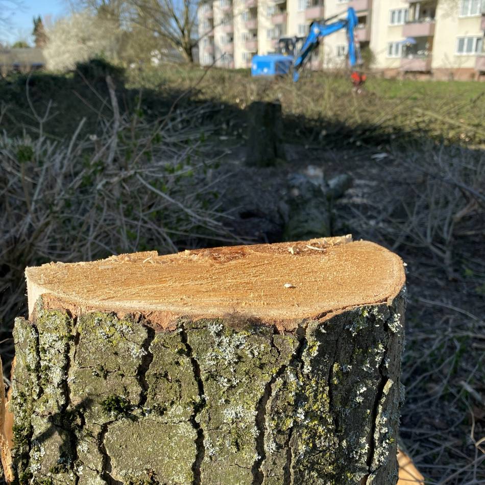 Henkel-Siedlung in Langenfeld: Vonovia lässt für geplante Modernisierung schon einmal Bäume fällen