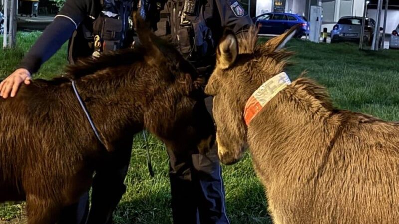 Einsatz in Hilden: Polizei fängt zwei ausgebüxte Esel ein