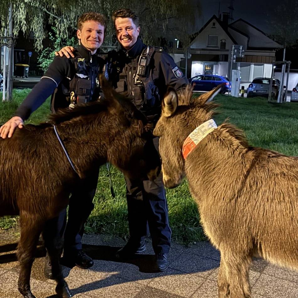Einsatz in Hilden: Polizei fängt zwei ausgebüxte Esel ein