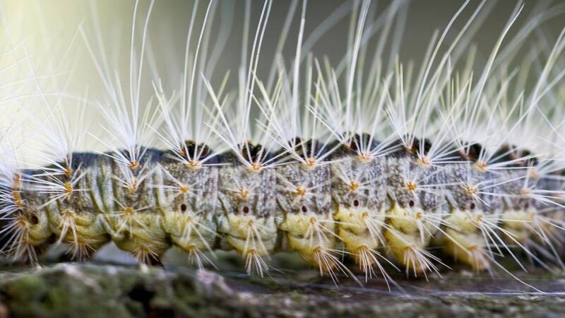 Aktion startet bald: So bekämpft Issum den Eichenprozessionsspinner