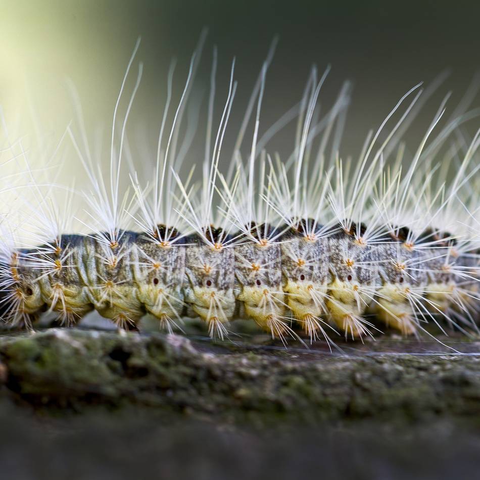 Aktion startet bald: So bekämpft Issum den Eichenprozessionsspinner