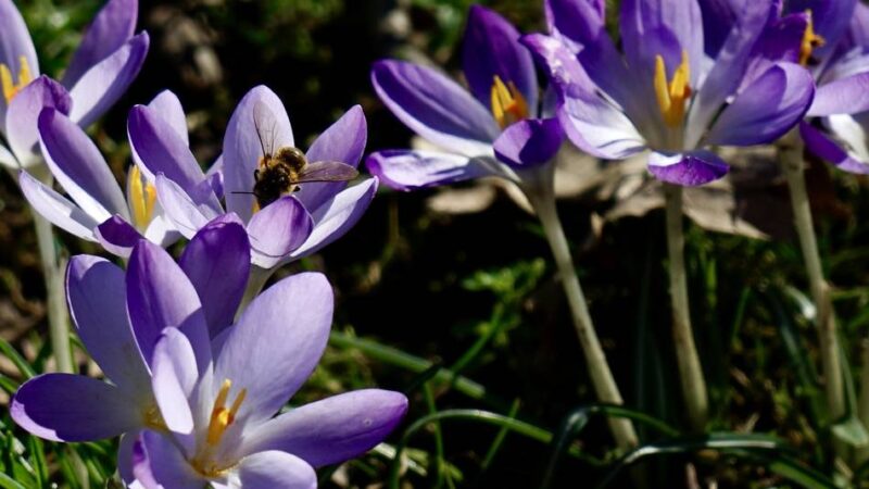 Impressionen auf der Stadt: Grevenbroich, dein Frühling in voller Blüte