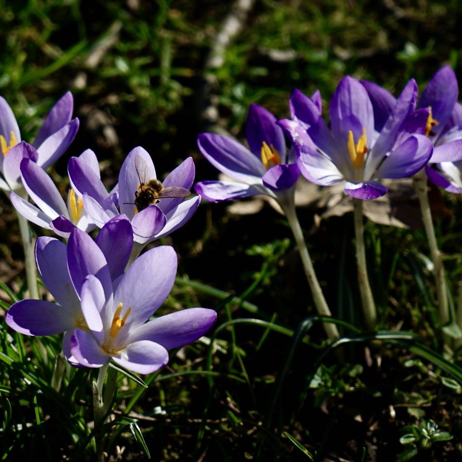 Impressionen auf der Stadt: Grevenbroich, dein Frühling in voller Blüte