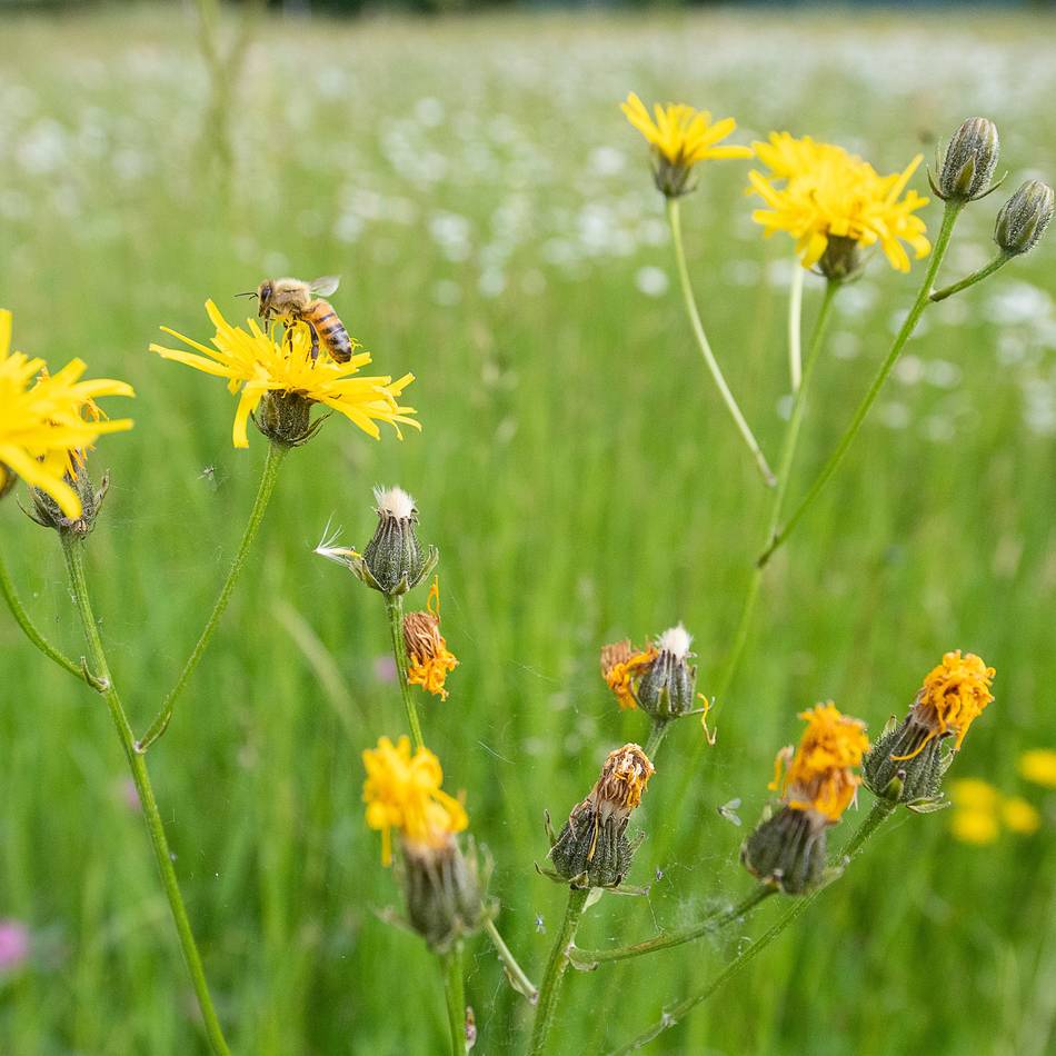 Fernsehshow im Norden: Rommerskirchener spielt um den großen Gewinn