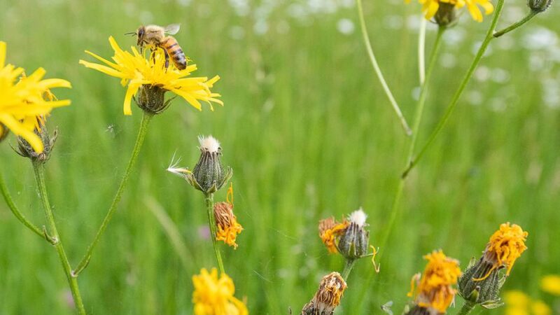 Förderung in Dormagen: Umweltschecks können beantragt werden