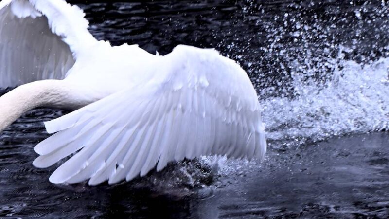 Landesgartenschau 2029 in Kleve: Das Maskottchen für die Landesgartenschau wird ein besonderes Tier sein