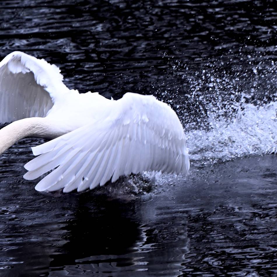 Landesgartenschau 2029 in Kleve: Das Maskottchen für die Landesgartenschau wird ein besonderes Tier sein