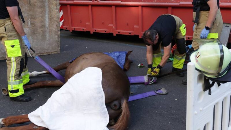 Verstoß gegen das Tierschutzgesetz: Pferd starb bei Schützenumzug auf der Kö – Reitstallbesitzer vor Gericht