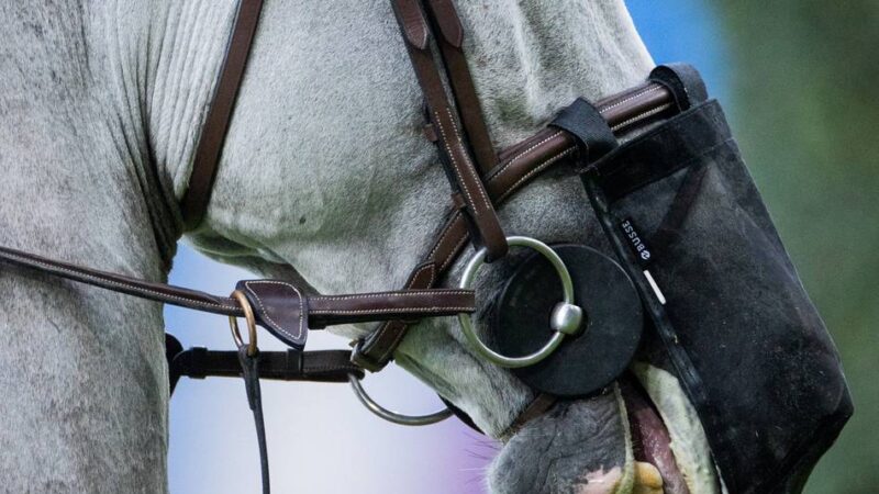 Reitsport am Niederrhein: Nachwuchsturnier in Asperden-Kessel rückt junge Talente in den Fokus