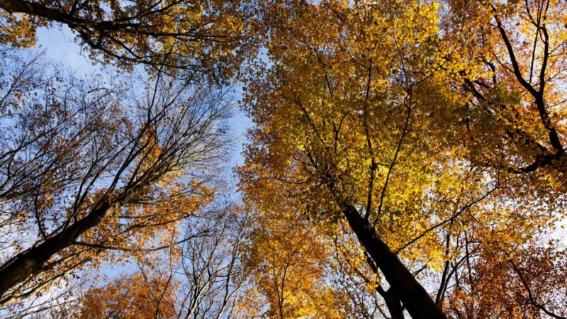 Grün in Düsseldorf: Mehr als 20.000 neue Bäume und Sträucher für den Stadtwald