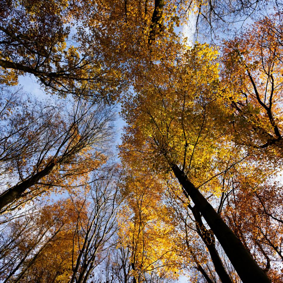 Grün in Düsseldorf: Mehr als 20.000 neue Bäume und Sträucher für den Stadtwald