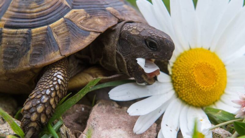 Diebstahl in Nettetal: Schildkröten aus dem Garten gestohlen