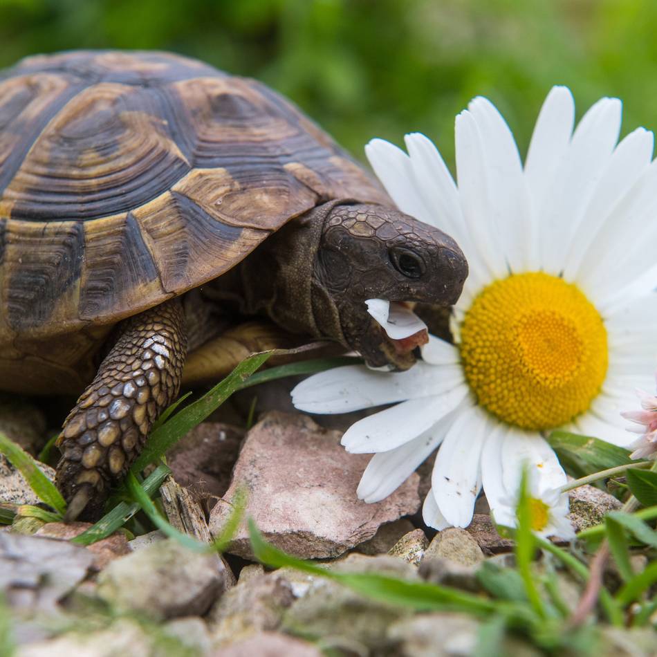 Diebstahl in Nettetal: Schildkröten aus dem Garten gestohlen